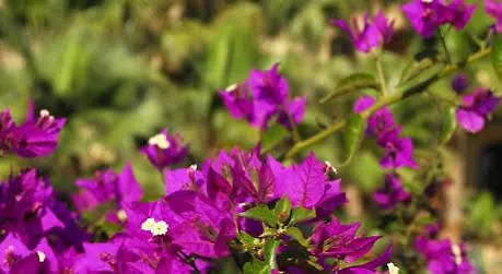 Apartman Villagg Tal-fanal *